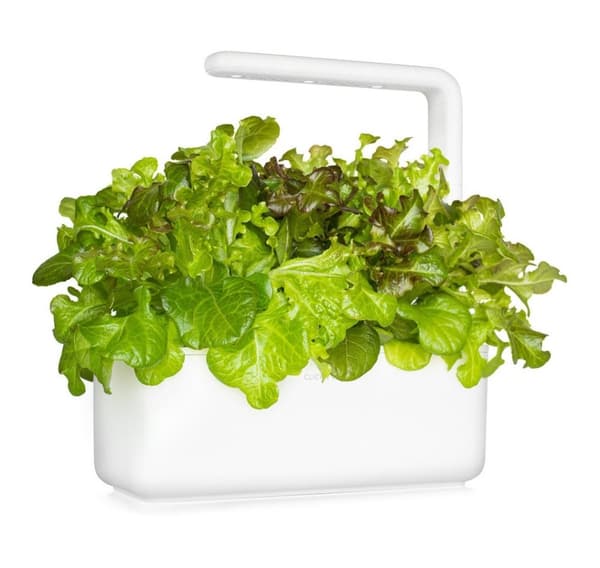 Click & Grow Smart Refill Red Oakleaf Salat 3stk