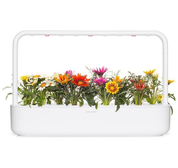 Click & Grow Smart Refill Gasania 3stk