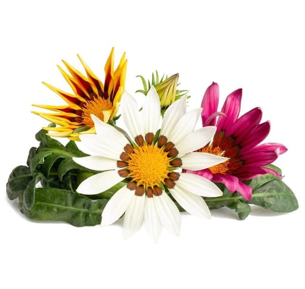 Click & Grow Smart Refill Gasania 3stk