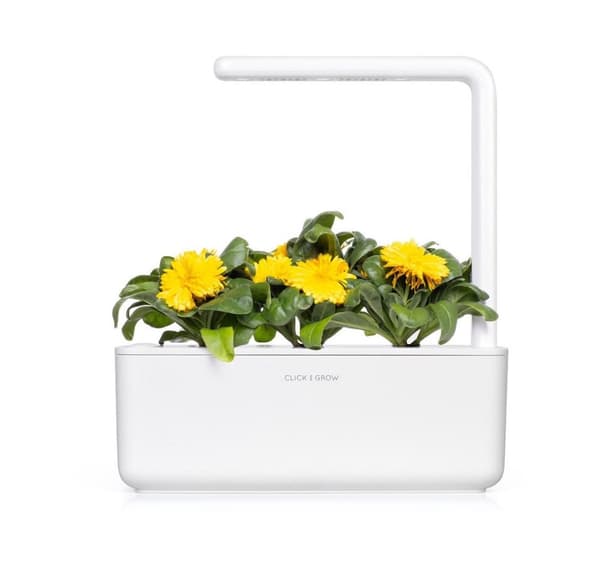 Click & Grow Smart Refill Marigold 3stk