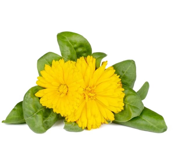 Click & Grow Smart Refill Marigold 3stk