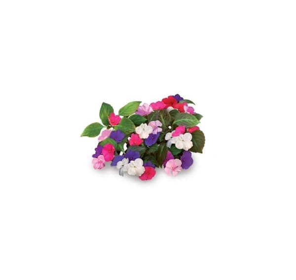 Click & Grow Smart Garden -täyttö Busy Lizzie 3kpl