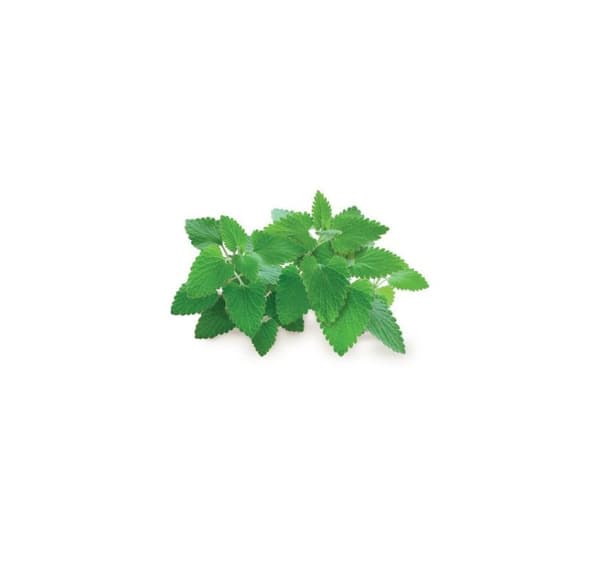 Click & Grow Smart Garden refill Catnip 3stk