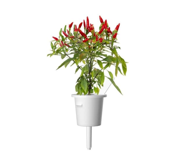 Click & Grow Smart Garden refill Piri Piri Chili Pepper 3stk