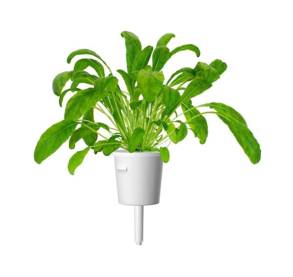 Click & Grow Smart Garden refill Mibuna 3stk