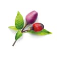 Miniatyrbild 1 av 3: Click & Grow Smart Garden refill Lila Chilipeppar 3st