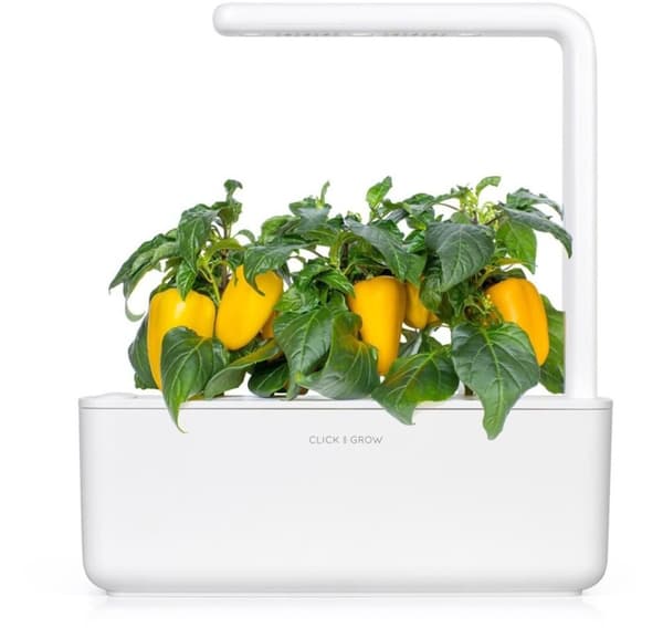 Click & Grow Smart Garden -täyttöpakkaus Yellow Sweet Pepper 3 kpl