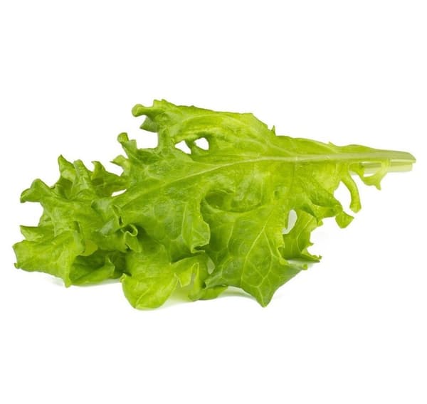 Click & Grow Smart Refill Oakleaf Salat 3stk
