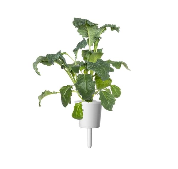 Click & Grow Smart Refill Italiensk Grønkål 3 stk