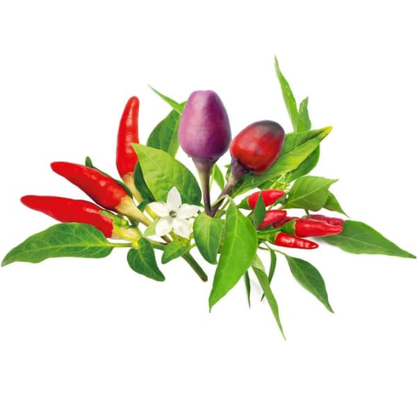 Click & Grow Plant Pod Chilli Pepper Mix 9pcs
