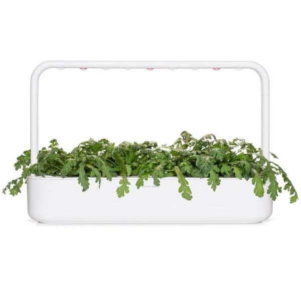 Click & Grow Smart Garden refill Shungiku 3pcs