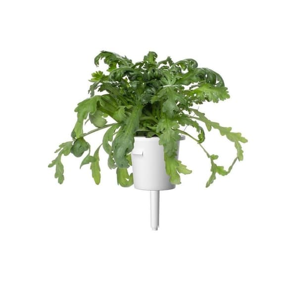 Click & Grow Smart Garden refill Shungiku 3pcs