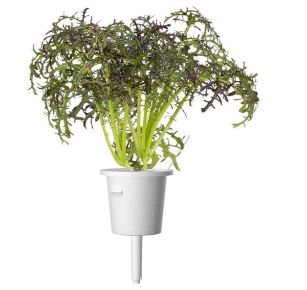 Click & Grow Smart Garden refill Red Frill Mustard 3stk