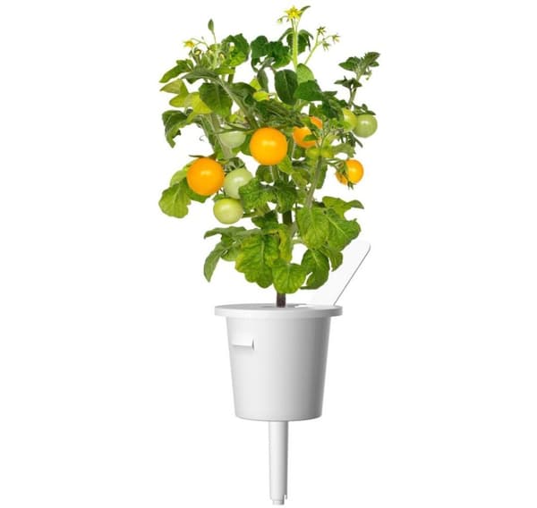 Click & Grow Smart Garden refill Gul Mini Tomat 3stk
