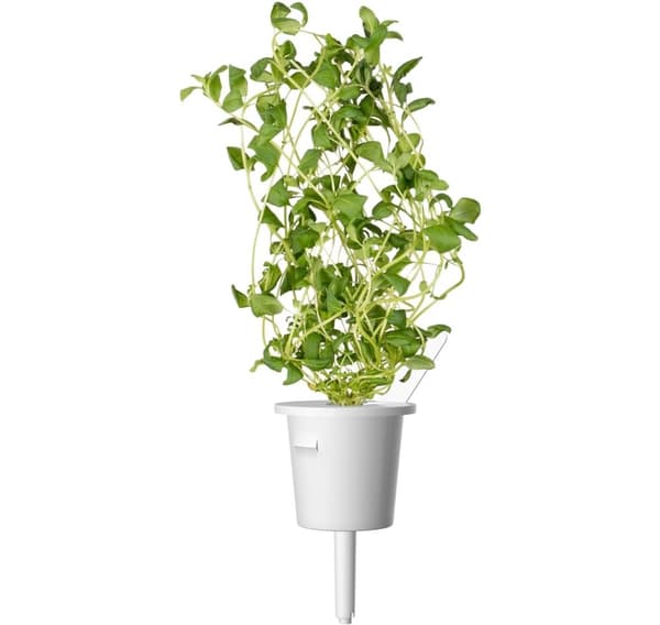 Click & Grow Plant Pod Italian Mix 9stk