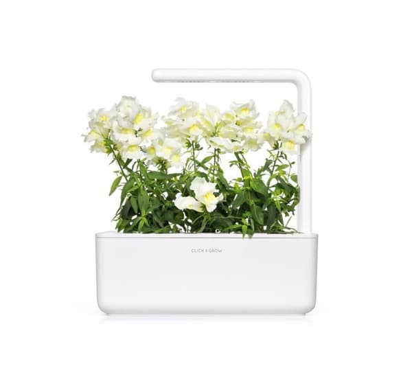 Click & Grow Smart Refill White Snapdragon 3stk
