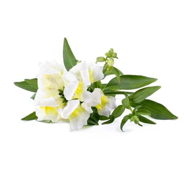 Click & Grow Smart Refill White Snapdragon 3stk