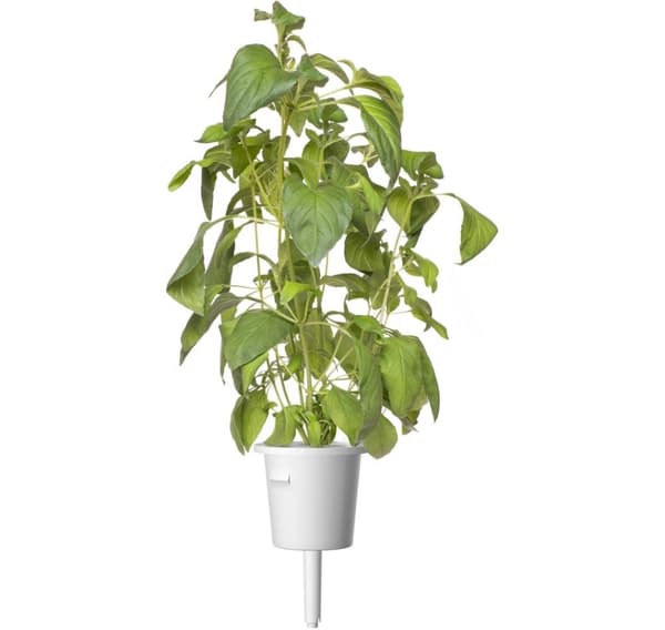 Click & Grow Smart Garden refill Lime Basilikum 3stk