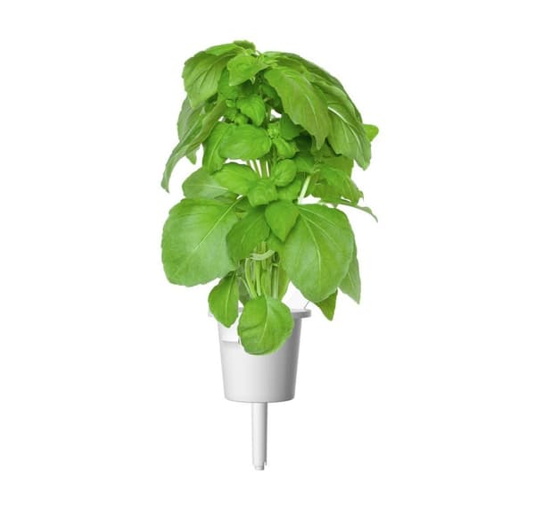 Click & Grow Smart Garden -täyttö Marseille Basil 3kpl