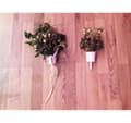 Pikkukuva 5 / 5: Click & Grow Pro Plant Cupit 9kpl