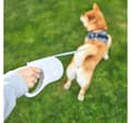 Miniatyrbilde 5 av 5: PETKIT, dyrebånd, P2104 GO Free
