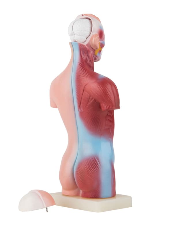 Mini torso - organdukke 15 dele