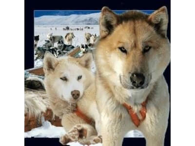 Worth Keeping Magnes 3D Husky
