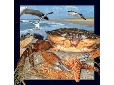 Worth Keeping Magnes 3D Krab