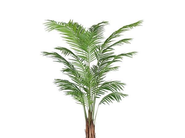 Areca Palme