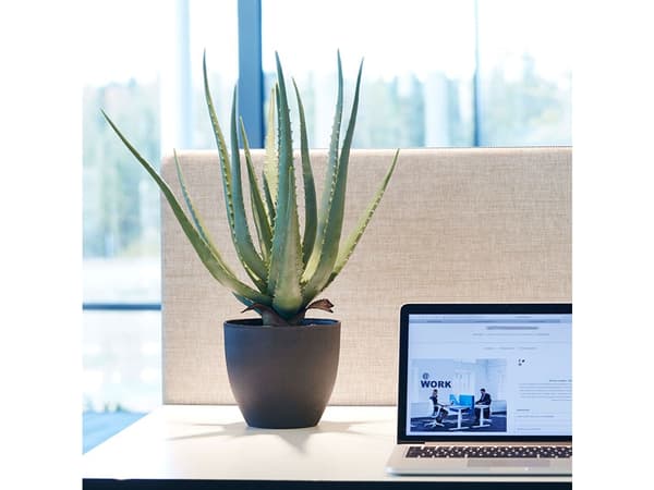 Kunstig plante Aloe Vera inkl. sort krukke