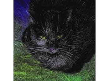 Notebook. Ecological cats