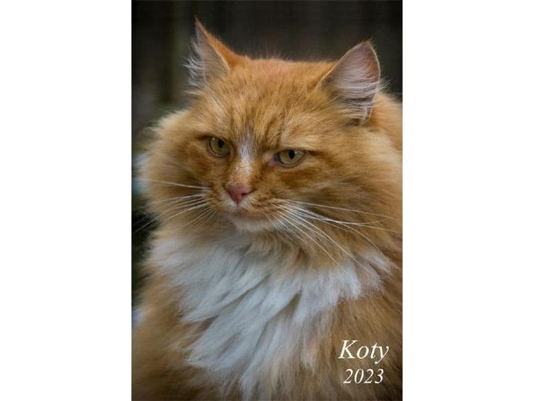 Calendar 2023. Wall multi-panel Cats