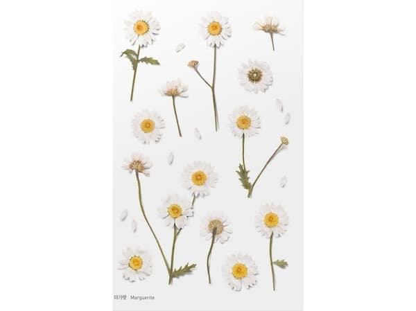 Appree dekorativa blommor Margarets