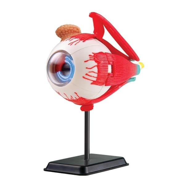 Anatomsik modell Öga 14 cm 35 delar