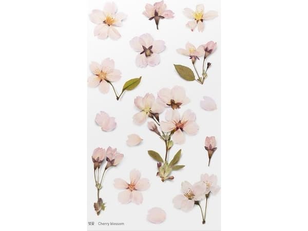 Appree Cherry Blossom koriste Tarrat