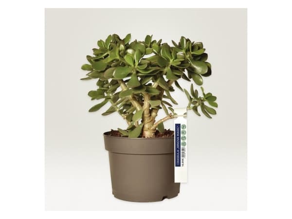 Avery-Zweckform T3007-10 Etiketter (A4) 160 x 17 mm #####Polyester Vit 110 st Ej självhäftande #####Schlaufenanhänger-Etiketten