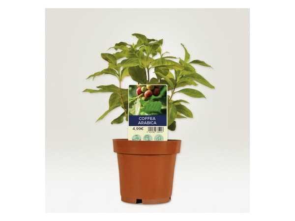 Avery T3006-10, Växtetikett, Polyester, Vit, Polygonal, 128 mm, 47 mm