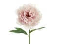 Miniatyrbild 1 av 5: Rosa Bonderos, 1 st