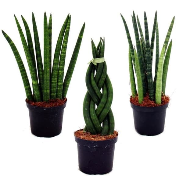 Sansevieria cylindrica - Superb set med 3 9 cm krukor - stråkhampa, svärmors tunga