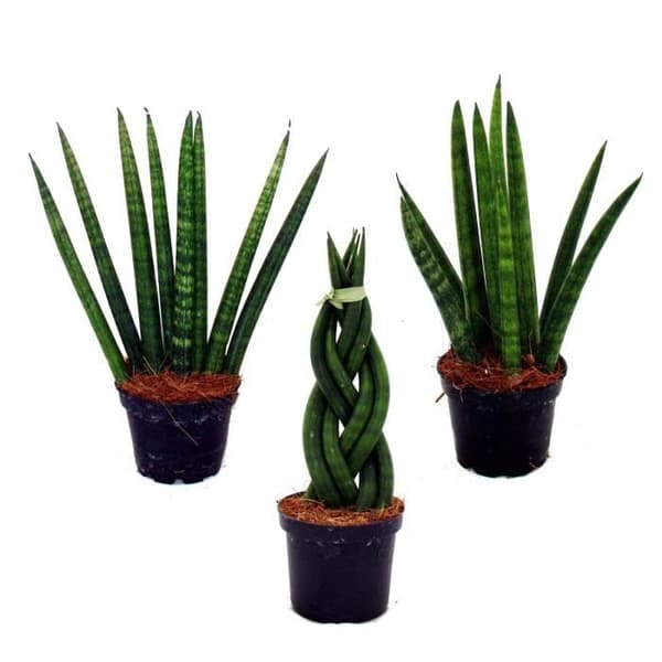 Sansevieria cylindrica - Superb set med 3 6,5 cm krukor - stråkhampa, svärmors tunga