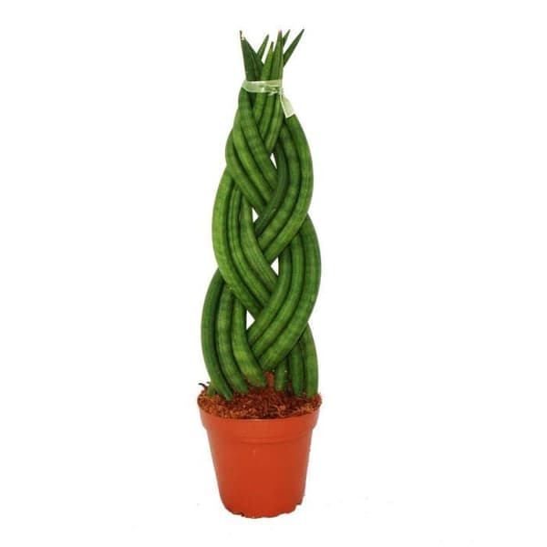 Sansevieria cylindrica "Twister", flätad, hampa rosett, svärmors tunga