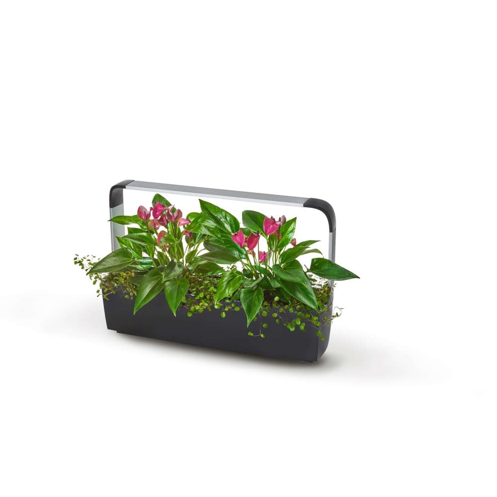 TREGREN Kitchen Garden T12 Musta