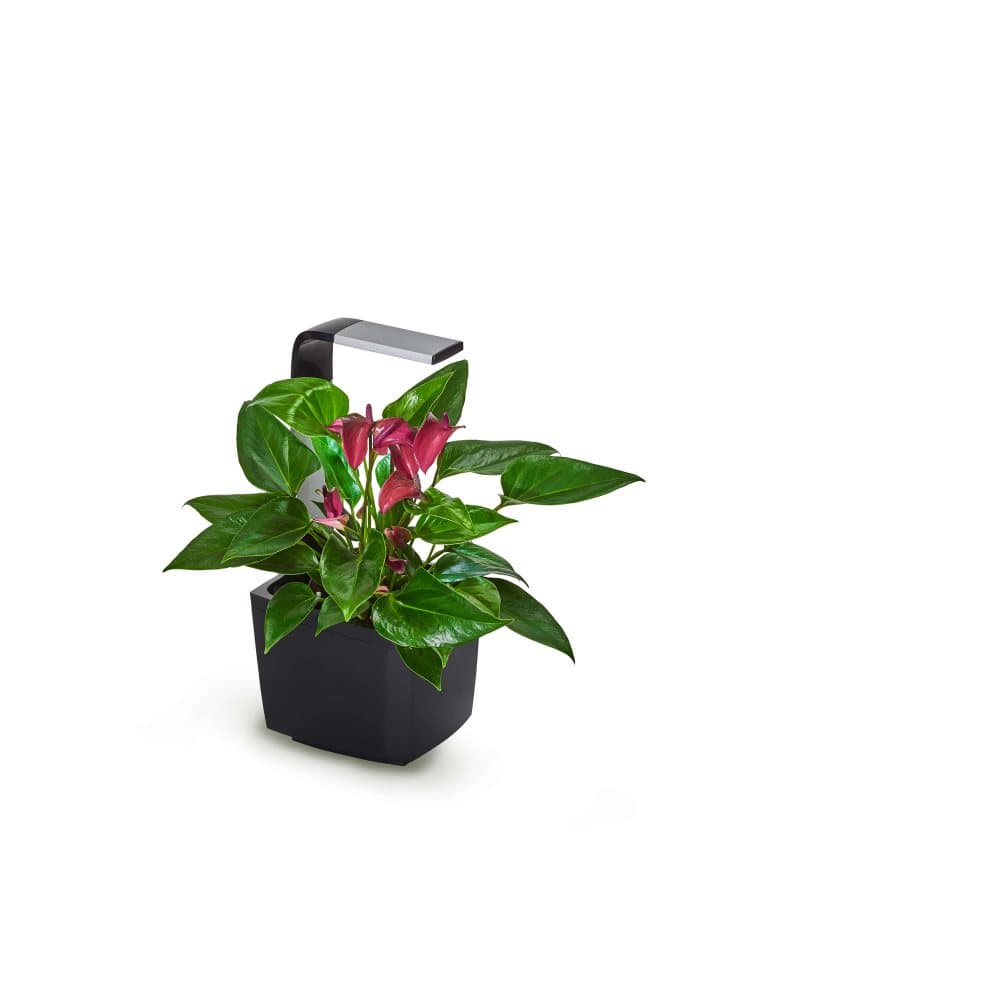 TREGREN Kitchen Garden T3 Sort
