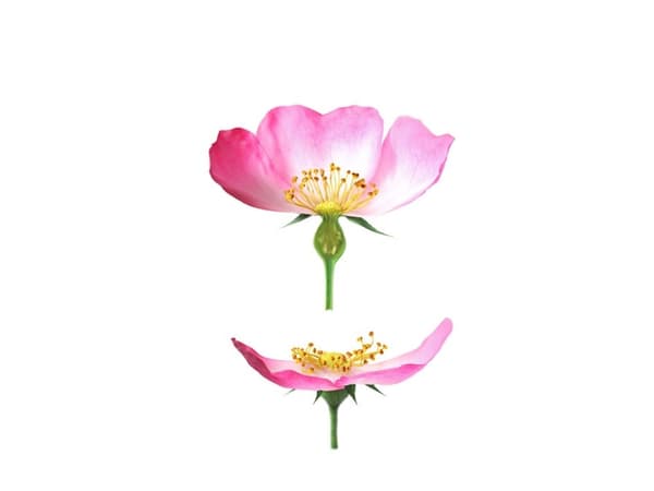 Weleda Wild Rose Smoothing Day Cream 30ml