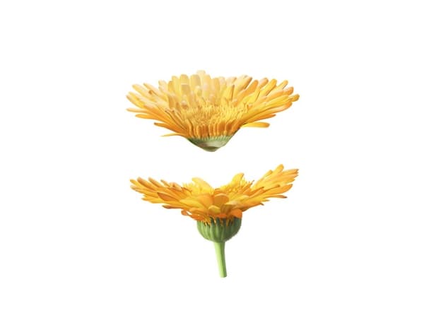 Weleda Calendula Cream Bath, 200 ml, 1 stykker