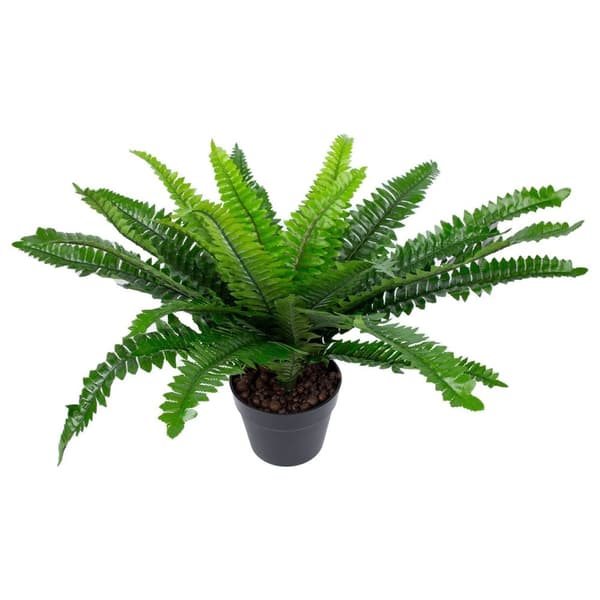 Set med 2 produkter. Grønn plante BOSTON FERN H60cm