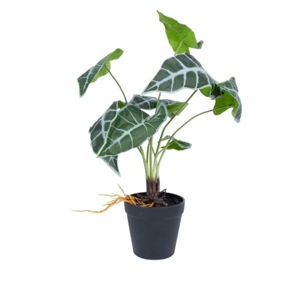 Konstgjord växt GREENLAND H40cm, Alocasia