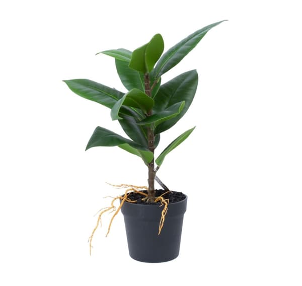 Kunstig plante GREENLAND H35cm, Gummi fig