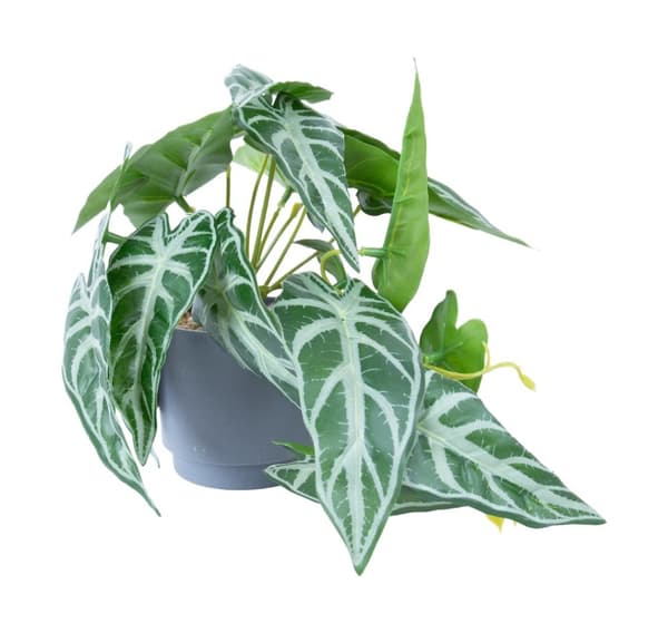 Kunstig plante GREENLAND H15cm, alocasia