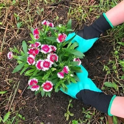 Trädgårdshandskar med klor snabbt och enkelt att gräva och plantera, säkra för trädgårdsarbete grävning och plantering